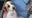 Prosecutor: Not enough evidence to issue charges after puppy suffered severe burns in Detroit