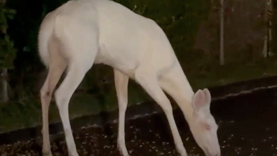 Rare albino deer spotted in Farmington Hills