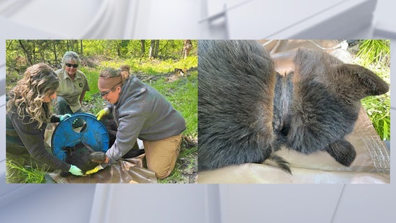 Michigan black bear finally free after living with lid around neck for 2 years