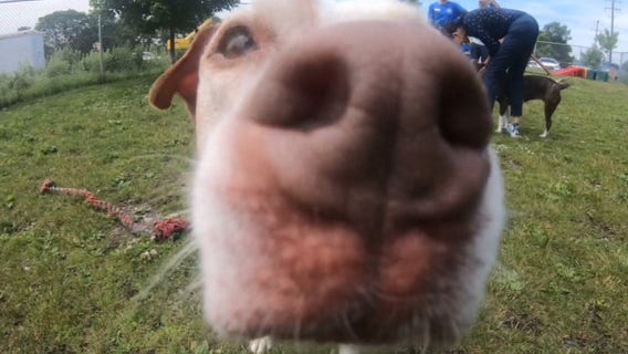 Volunteers help animals at Metro Detroit shelter keep calm during fireworks