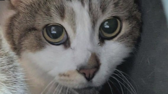 Clinton Township animal rescue suffers catastrophic damage after broken pipe