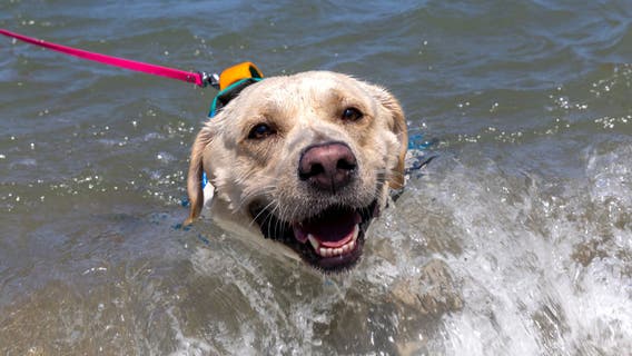 Pet-friendly Michigan state park beaches: Where to take your dog swimming this summer