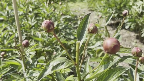 'Plant lives don't matter': University of Michigan peony garden vandalized in possible Gaza protest