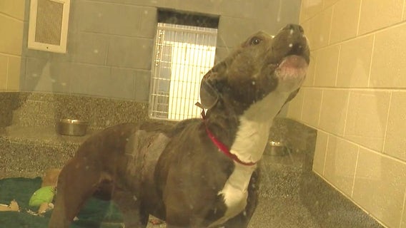 Michigan Humane sees increase of pets from deported owners