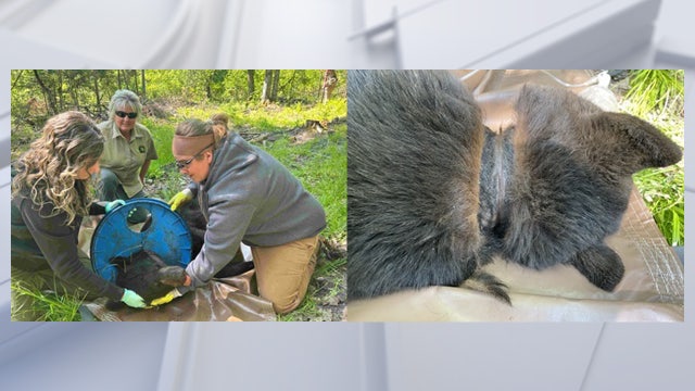 Michigan black bear finally free after living with lid around neck for 2 years