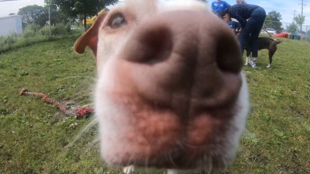 Volunteers help animals at Metro Detroit shelter keep calm during fireworks