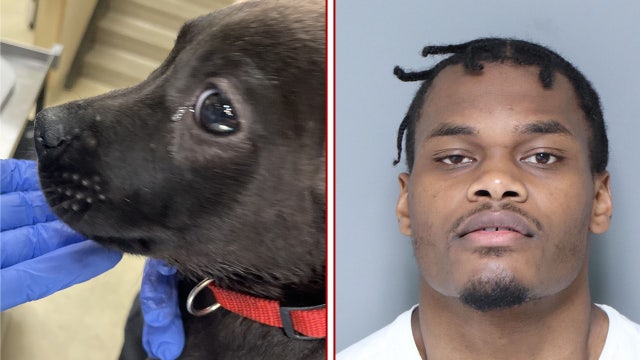 Ferndale puppy tortured: man cut dog's ears, put garbage bag over head