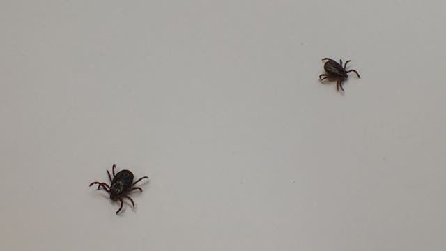 4th of July safety: Tips for avoiding ticks while you spend time outside