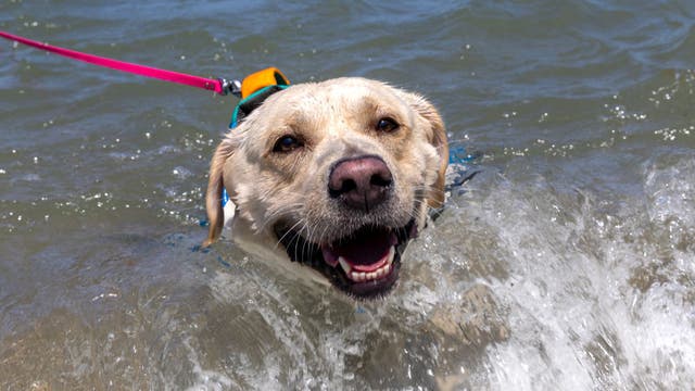 Pet-friendly Michigan state park beaches: Where to take your dog swimming this summer