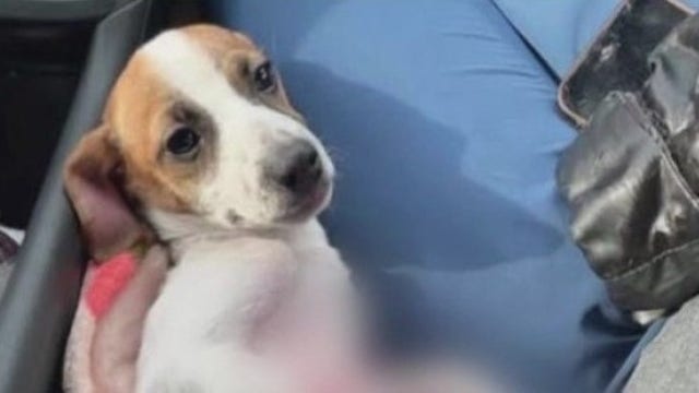 Prosecutor: Not enough evidence to issue charges after puppy suffered severe burns in Detroit