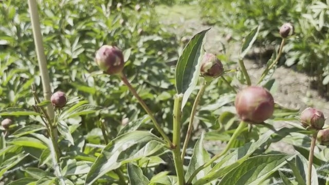 'Plant lives don't matter': University of Michigan peony garden vandalized in possible Gaza protest
