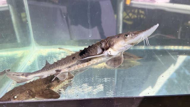 Sturgeon populations in Great Lakes recovering after longterm decline - just ask sturgio