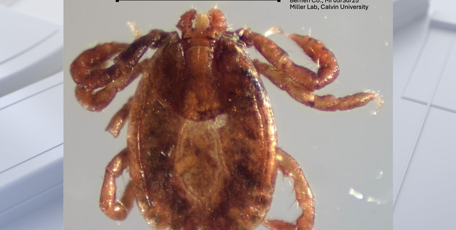 Species of tick never seen in Michigan discovered at state park -- What to know