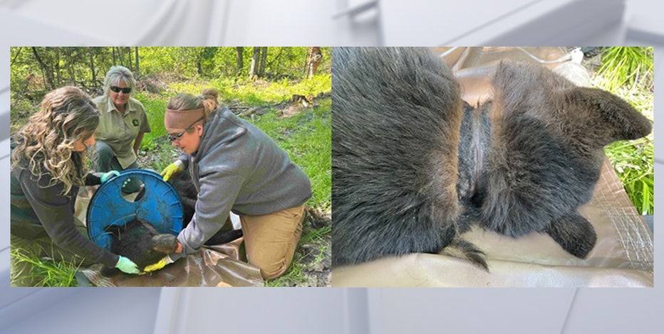 Michigan black bear finally free after living with lid around neck for 2 years
