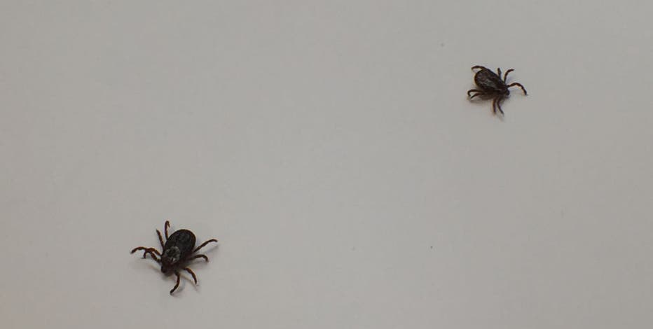 4th of July safety: Tips for avoiding ticks while you spend time outside