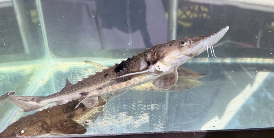Sturgeon populations in Great Lakes recovering after longterm decline - just ask sturgio