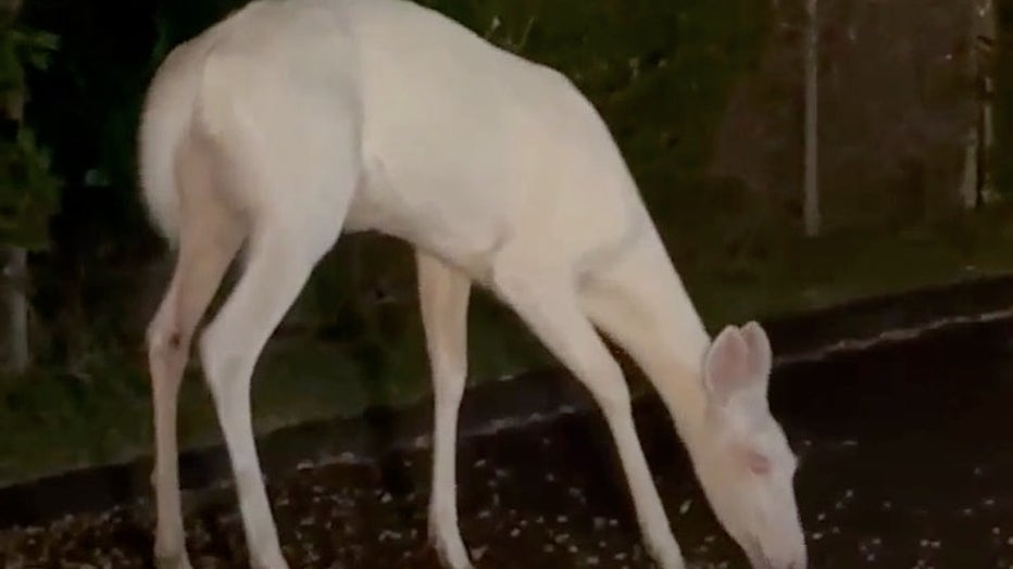 Rare albino deer spotted in Farmington Hills | FOX 2 Detroit