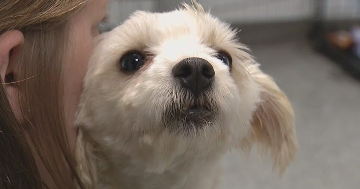 Compass Dog Rescue Detroit Dog Rescue takes in dozens of puppies from Colorado hoarding ...