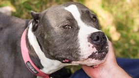 Michigan animal shelter trying to get dog in hospice care to Joan Jett's Pine Knob concert