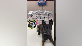 Monroe police K9 Apollo leads drug bust of 71 kilos of cocaine