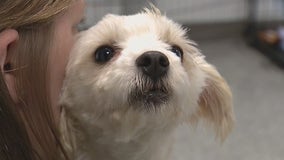 Detroit Dog Rescue takes in dozens of puppies from Colorado hoarding situation