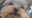 Dearborn Heights family searching for missing emotional support dog