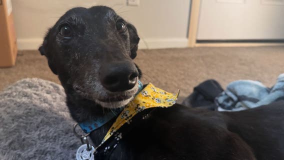 4th of July fireworks: Tips for keeping pets safe this holiday