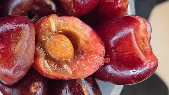 Bag of cherries infested with maggots from 'cherry chomping pest' stopped at Detroit Metro Airport