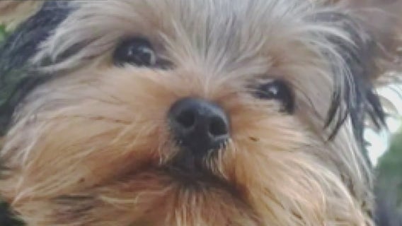 Dearborn Heights family searching for missing emotional support dog