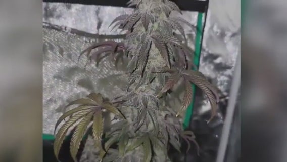 Taylor Police Google search reveals pictures of marijuana, leading to FCC concerns