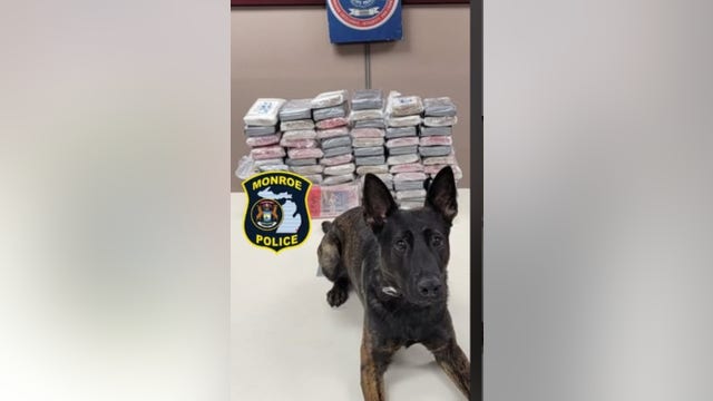 Monroe police K9 Apollo leads drug bust of 71 kilos of cocaine