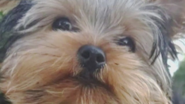 Dearborn Heights family searching for missing emotional support dog