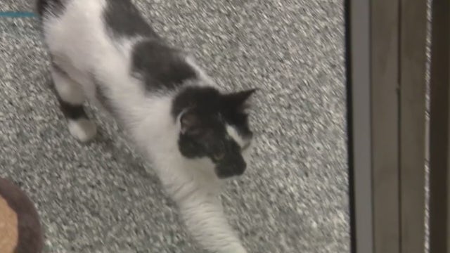 Macomb County Animal Care calling for help as they face staffing shortages