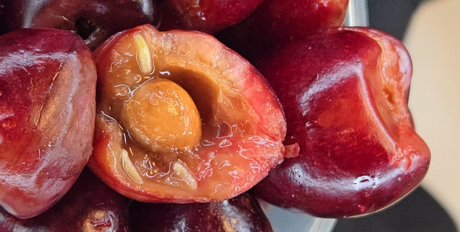 Bag of cherries infested with maggots from 'cherry chomping pest' stopped at Detroit Metro Airport