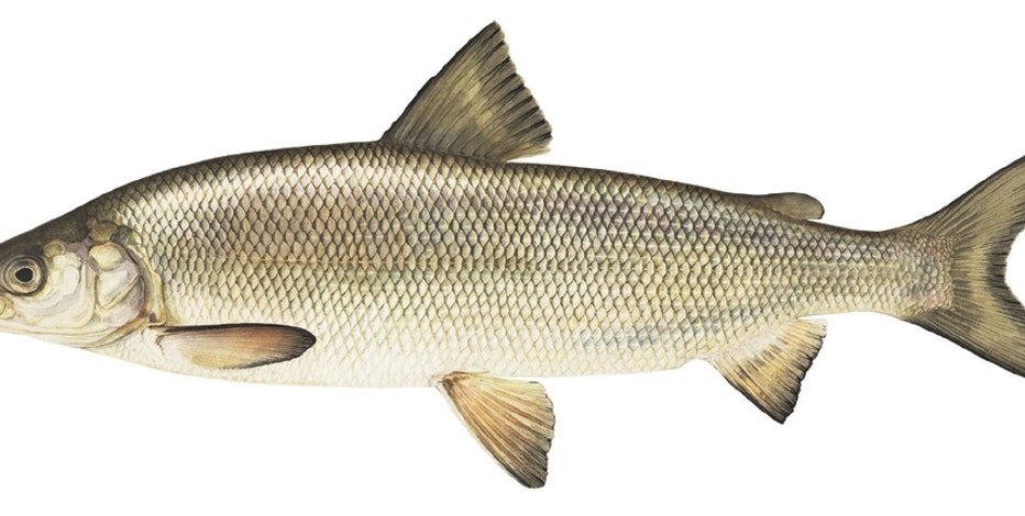 Lake whitefish numbers continue perilous decline as NRC set to discuss problem