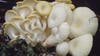 Exotic mushrooms are taking over the Midwest, frightening Michigan forest managers