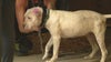 Detroit dog rescue team The Karens hit the streets in the summer heat