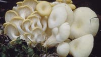 Exotic mushrooms are taking over the Midwest, frightening Michigan forest managers
