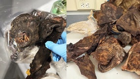 Rodent, primate meat discovered in travelers' luggage at Detroit Metro Airport