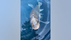 Oldest-ever Great Lakes lake trout recorded in Lake Superior