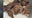 Monkey meat found by Border Protection in luggage at Detroit Metro Airport