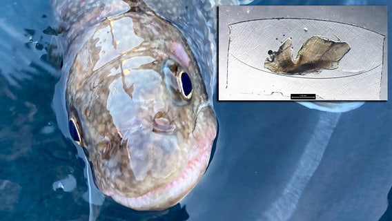 Oldest-ever Great Lakes lake trout recorded in Lake Superior