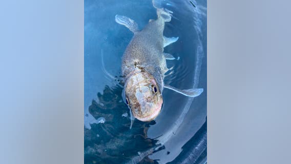 Oldest-ever Great Lakes lake trout recorded in Lake Superior