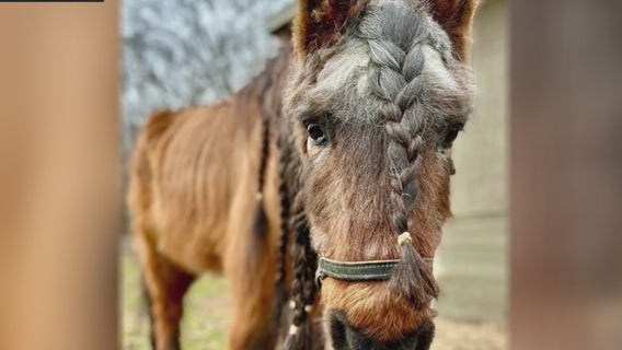 Rescue group 'Horses’ Haven' working to save aging horses in need of help