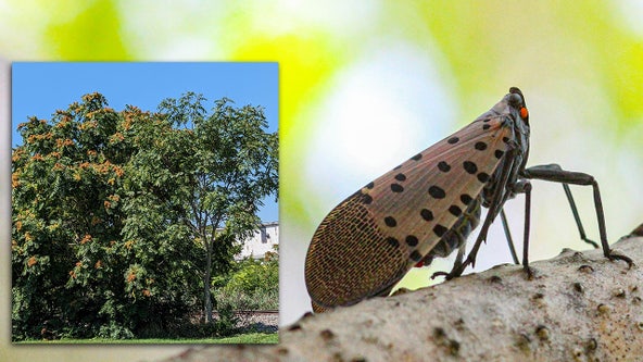 Why can't Michigan stop spotted lanternfly's invasion? Its favorite tree is already here