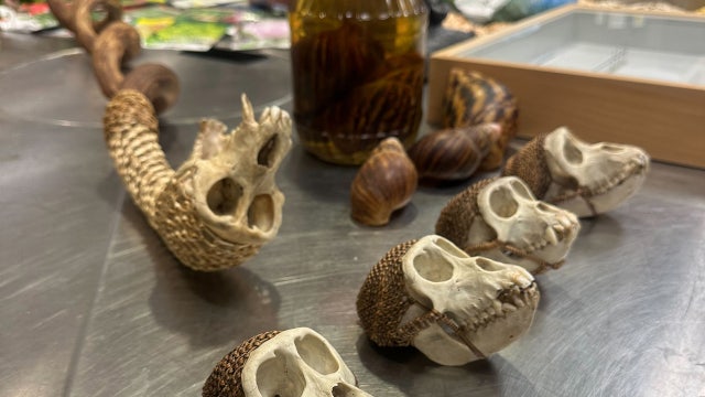 Confiscated at Detroit airport: Monkey skulls, bats, infested produce, & bushmeat