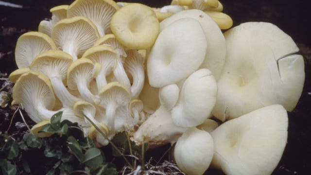 Exotic mushrooms are taking over the Midwest, frightening Michigan forest managers
