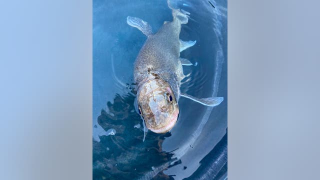 Oldest-ever Great Lakes lake trout recorded in Lake Superior