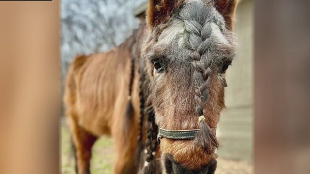 Rescue group 'Horses’ Haven' working to save aging horses in need of help