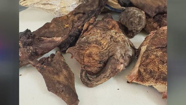 Monkey meat found by Border Protection in luggage at Detroit Metro Airport